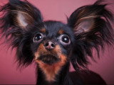 15 heures de musique classique pour chien