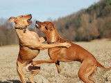 Mon chien est agressif : pourquoi, et que faire ?