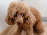 L'agressivité du chien effrayé ou menacé