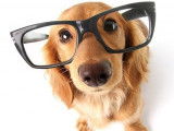 Un Golden Retriever avec des lunettes qui lui donne un air intelligent