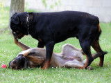 Votre chien est-il dominant avec les autres chiens ?