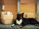 Un chien noir et blanc dans une maison avec des cartons pendant un déménagement