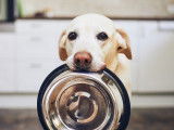 Un chien avec une gamelle dans la gueule réclame à manger