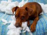 Chien qui détruit tout : le comportement destructeur des chiens
