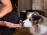 Mon chien vole de la nourriture : que faire ?