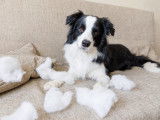 Un Border Collie a détruit un coussin sur un canapé