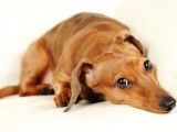Comment approcher un chien peureux ?
