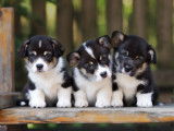 Trois chiots identiques côte à côte