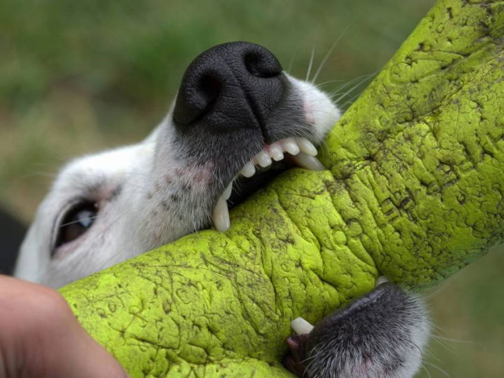 Les causes des morsures de chien
