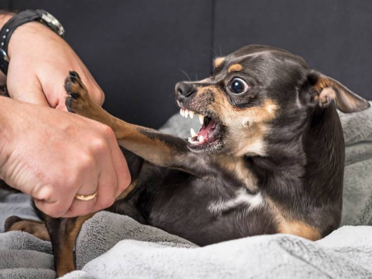 L'agressivité redirigée du chien