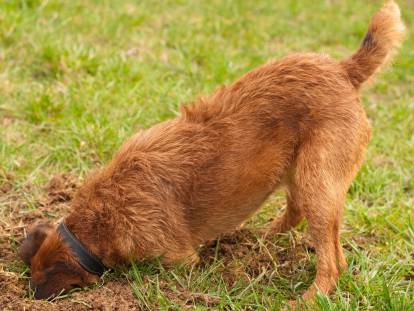 Un chien brun qui creuse un trou dans le jardin