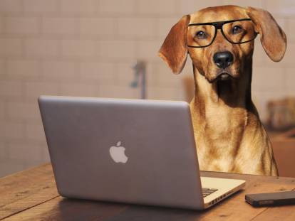 Les 20 races de chiens les plus intelligentes