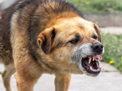 Un chien dangereux et agressif grogne et montre les dents