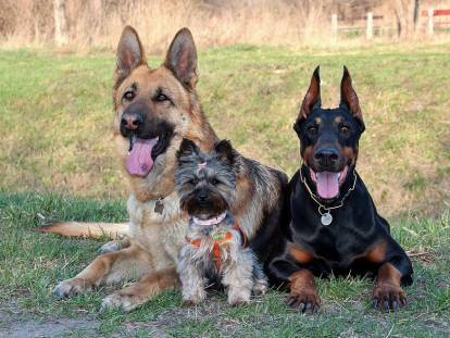 Trois chiens au tempérament différent côte à côte