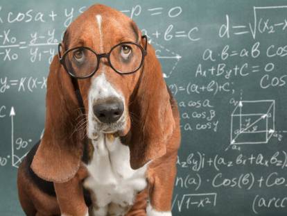 QI d'un chien : le chien est-il un animal intelligent ?