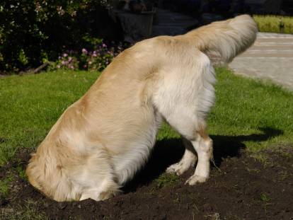 Mon chien cache ou enterre de la nourriture : pourquoi, et que faire ?