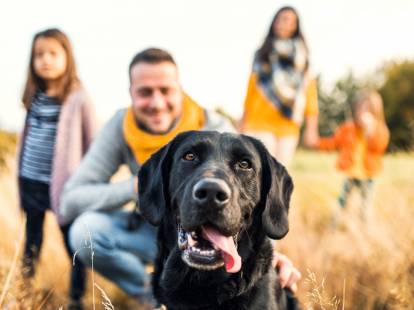 Les races de chiens les plus sociables et amicales avec l’Homme