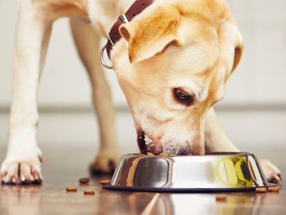 Chien boulimique : la boulimie chez les chiens
