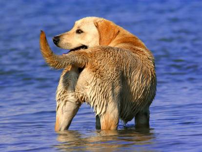 Un Labrador avec la queue lev&eacute;e debout dans l'eau