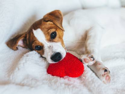 Un chiot Teckel tient un coeur rouge dans sa gueule