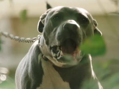 Un chien en colère aboie bruyamment