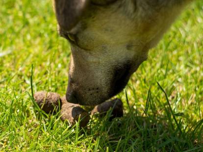 Un chien renifle des crottes dans l'herbe