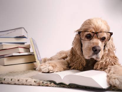 Image amusante d'un chien avec des lunettes qui lit un livre
