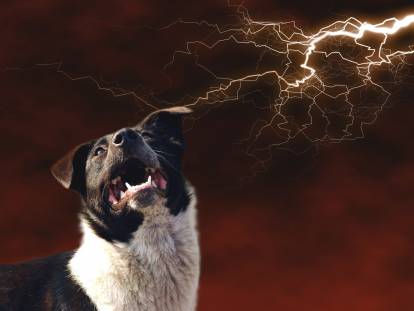 Mon chien a peur de l'orage : pourquoi, et que faire ?