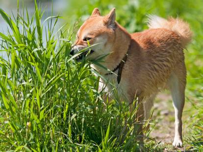 Herbe, cailloux, terre... : mon chien mange n'importe quoi