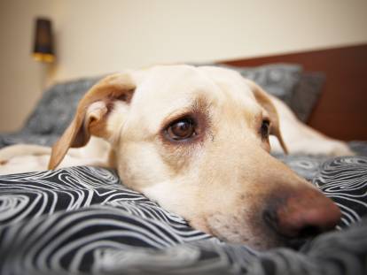 Un Labrador qui semble s'ennuyer est allongé sur le lit