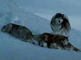 La mort d'un Husky dans le film « Antartica »