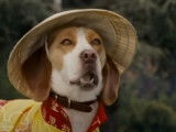 Un Beagle doté de super-pouvoirs dans le film « Underdog »