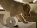 Un chiot Labrador dans une publicité pour du papier toilette Kleenex