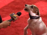 Uggie, le chien du film « The Artist », fait la star aux Golden Globes
