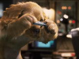 Bande-annonce N°2 du film « Comme chiens et chats 2 » (2010)