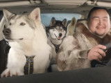 Un Inuit et des Huskies d'Alaska dans une publicité Suzuki