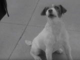 Extrait du film « The Artist » : Uggie sauve son maître