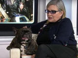 Gary, le chien de Carrie Fisher, la princesse Leia dans les films « Star Wars »