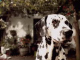 Un Dalmatien raffole des croquettes Frolic