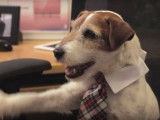 Uggie joue dans une publicité Nintendo