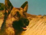 Falco, le Berger Allemand des publicités Royal Canin