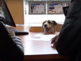 Un chien agent immobilier devient héros d’une publicité