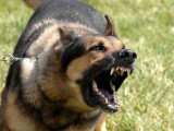 Un chien aboyant