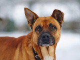 Un chien avec un bout d'oreille coupée