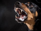 Un chien ayant la rage