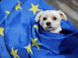 La tête d'un chien dépassant d'un drapeau européen