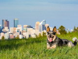 Un chien allongé dans l'herbe avec en arrière-plan le centre-ville de Calgary (Canada)