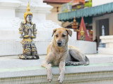 Un chien allongé à côté d'une statue dans un temple bouddhiste