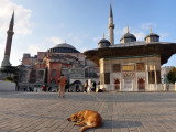Un chien allongé devant la mosquée Hagia Sophia à Istanbul (Turquie)