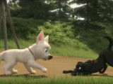 Extrait du film « Volt, star malgré lui » (2009) : en route vers Los Angeles
